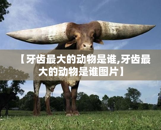 【牙齿最大的动物是谁,牙齿最大的动物是谁图片】