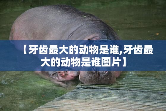 【牙齿最大的动物是谁,牙齿最大的动物是谁图片】