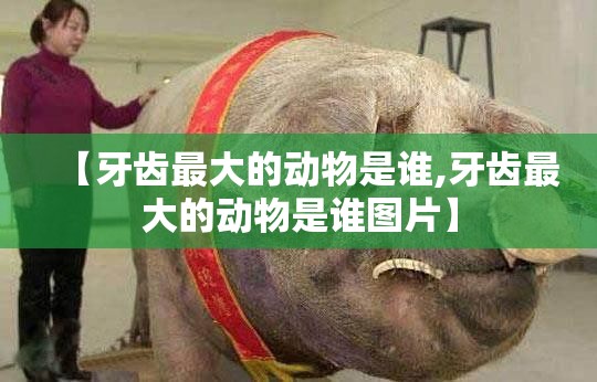 【牙齿最大的动物是谁,牙齿最大的动物是谁图片】