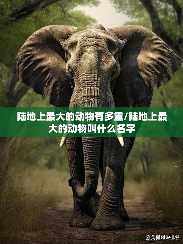 陆地上最大的动物有多重/陆地上最大的动物叫什么名字