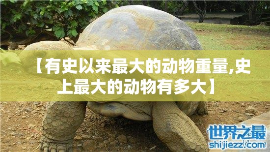 【有史以来最大的动物重量,史上最大的动物有多大】
