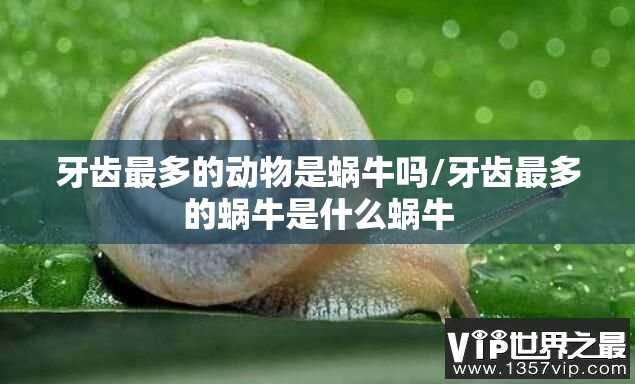 牙齿最多的动物是蜗牛吗/牙齿最多的蜗牛是什么蜗牛
