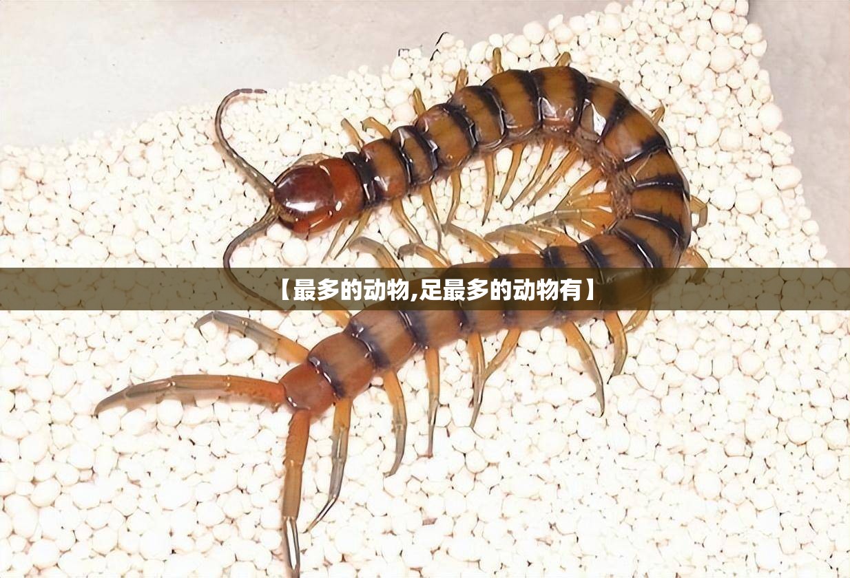 【最多的动物,足最多的动物有】