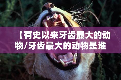 【有史以来牙齿最大的动物/牙齿最大的动物是谁】