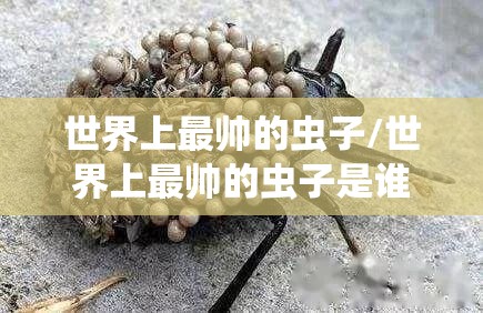 世界上最帅的虫子/世界上最帅的虫子是谁