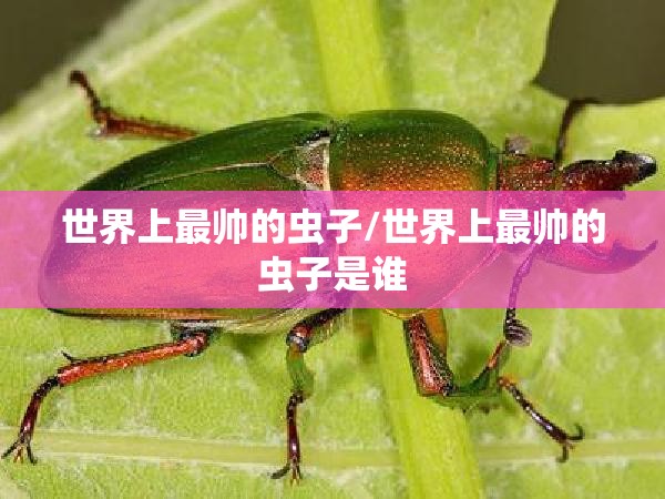 世界上最帅的虫子/世界上最帅的虫子是谁