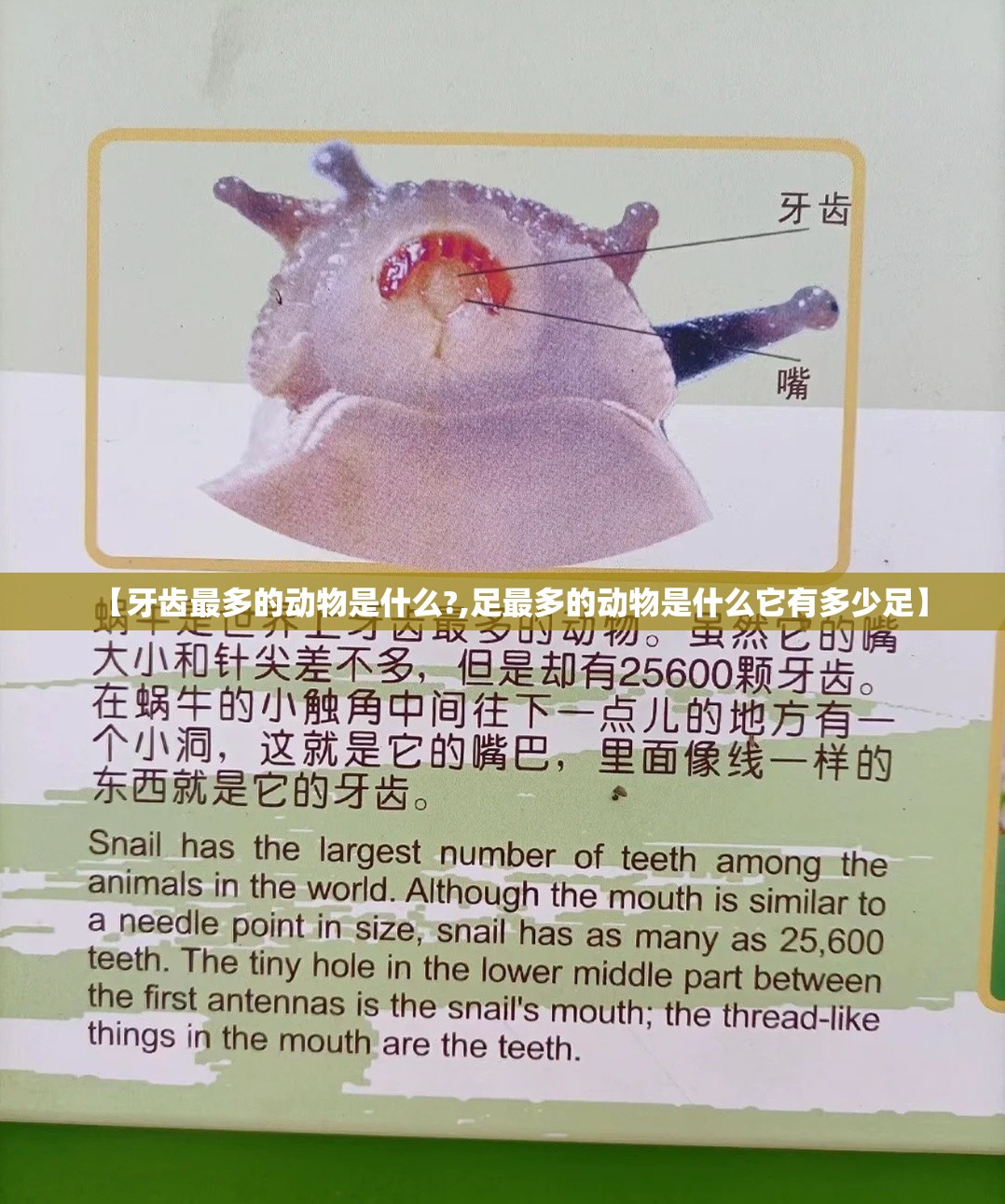 【牙齿最多的动物是什么?,足最多的动物是什么它有多少足】
