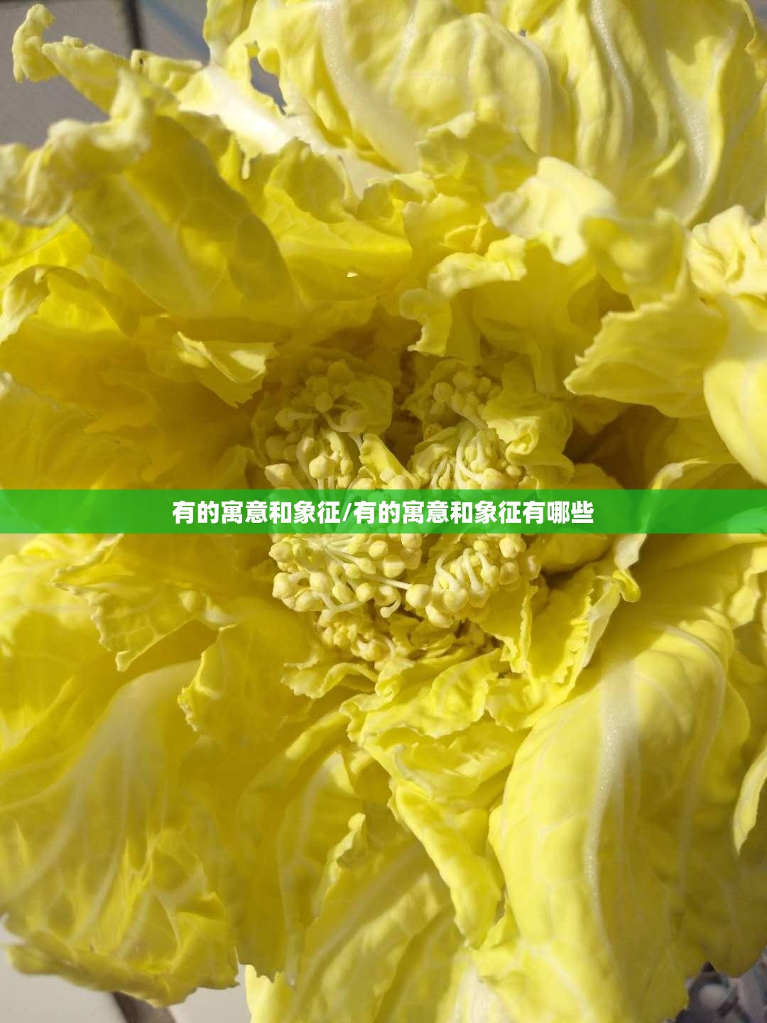 有的寓意和象征/有的寓意和象征有哪些