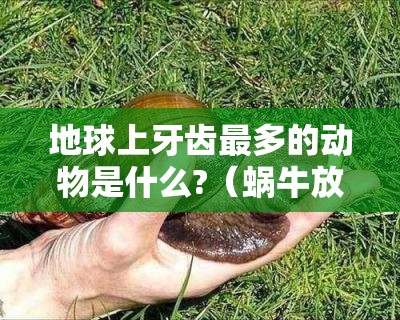 地球上牙齿最多的动物是什么?(蜗牛放大1000倍看牙齿)
