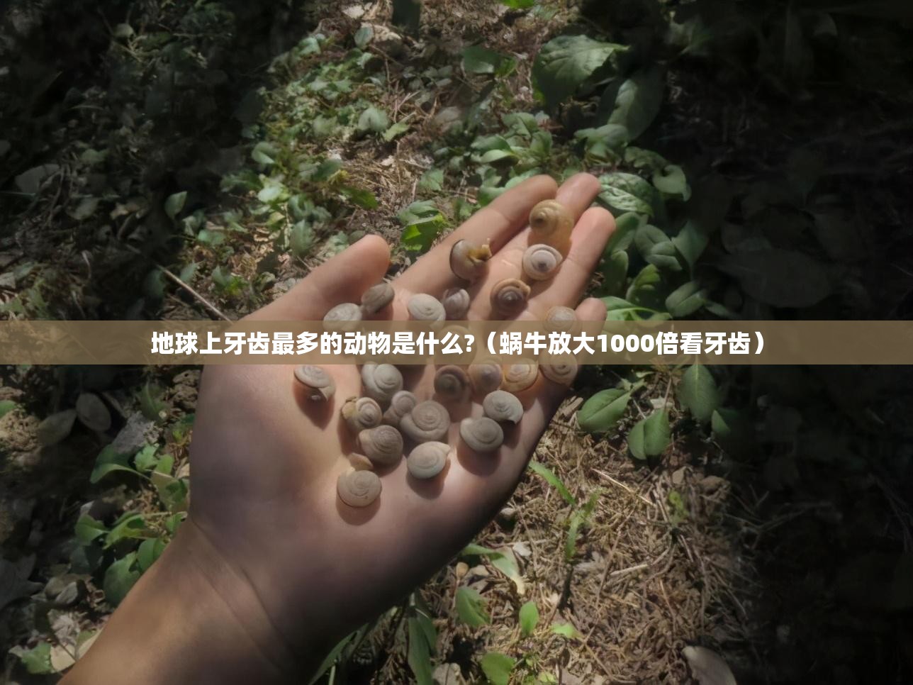 地球上牙齿最多的动物是什么?（蜗牛放大1000倍看牙齿）