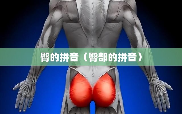 臀的拼音（臀部的拼音）