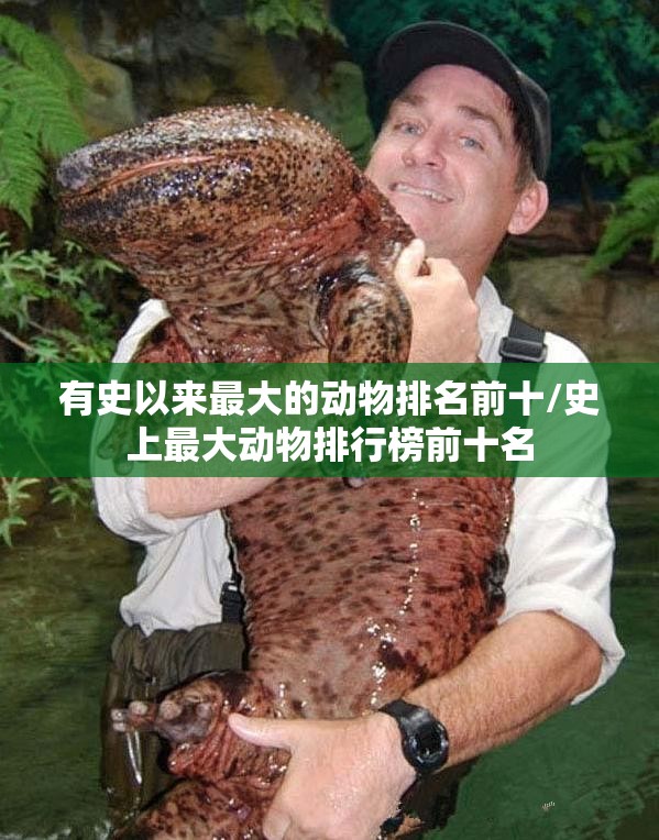 有史以来最大的动物排名前十/史上最大动物排行榜前十名
