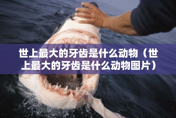 世上最大的牙齿是什么动物（世上最大的牙齿是什么动物图片）
