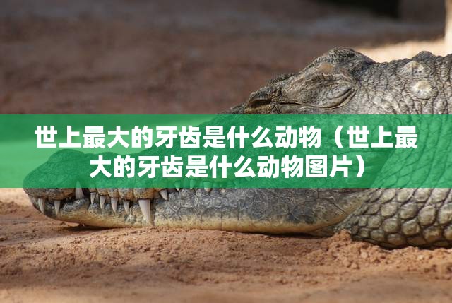 世上最大的牙齿是什么动物（世上最大的牙齿是什么动物图片）