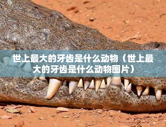 世上最大的牙齿是什么动物（世上最大的牙齿是什么动物图片）