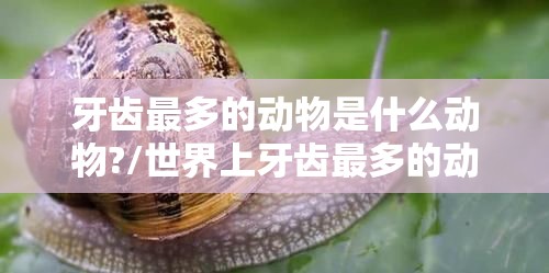 牙齿最多的动物是什么动物?/世界上牙齿最多的动物是什么动物