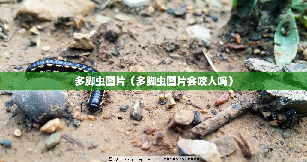 多脚虫图片（多脚虫图片会咬人吗）