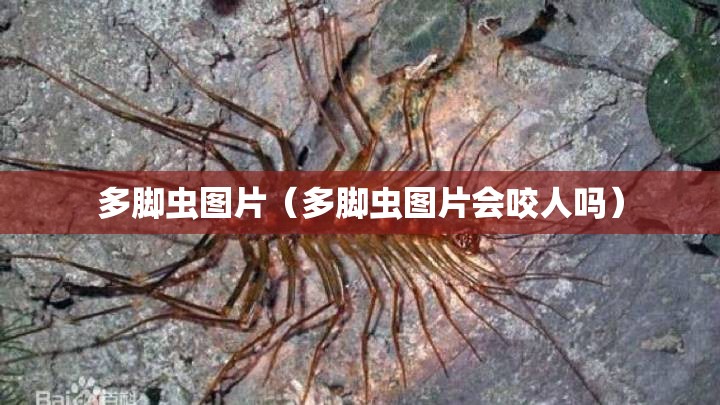 多脚虫图片（多脚虫图片会咬人吗）