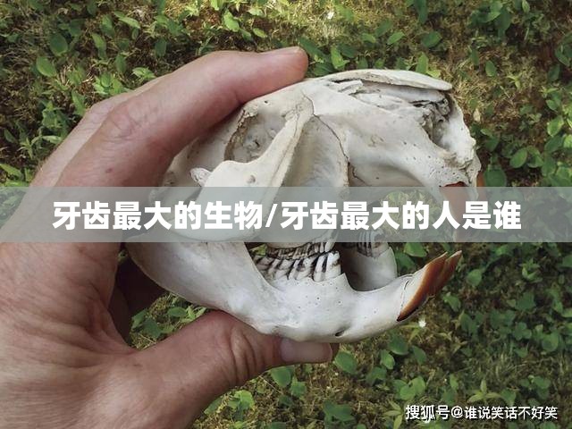 牙齿最大的生物/牙齿最大的人是谁