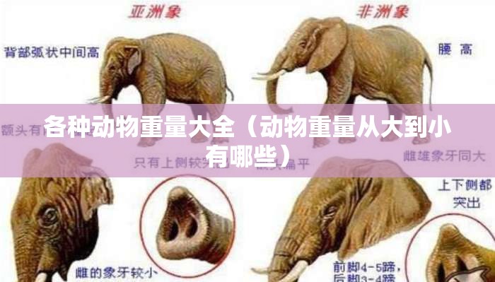 各种动物重量大全（动物重量从大到小有哪些）