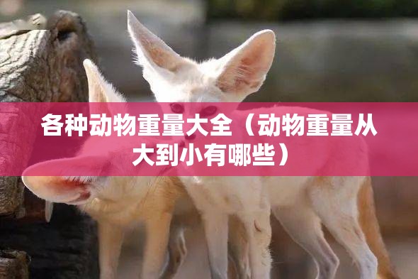 各种动物重量大全（动物重量从大到小有哪些）
