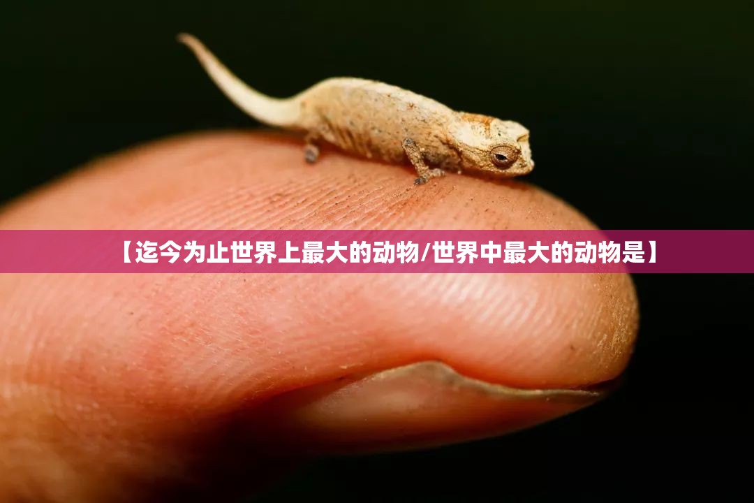 【迄今为止世界上最大的动物/世界中最大的动物是】