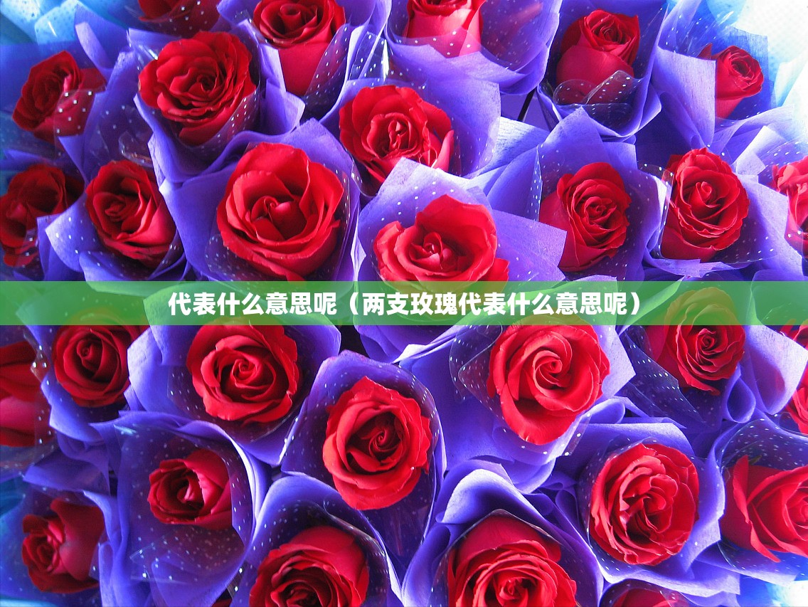 代表什么意思呢（两支玫瑰代表什么意思呢）
