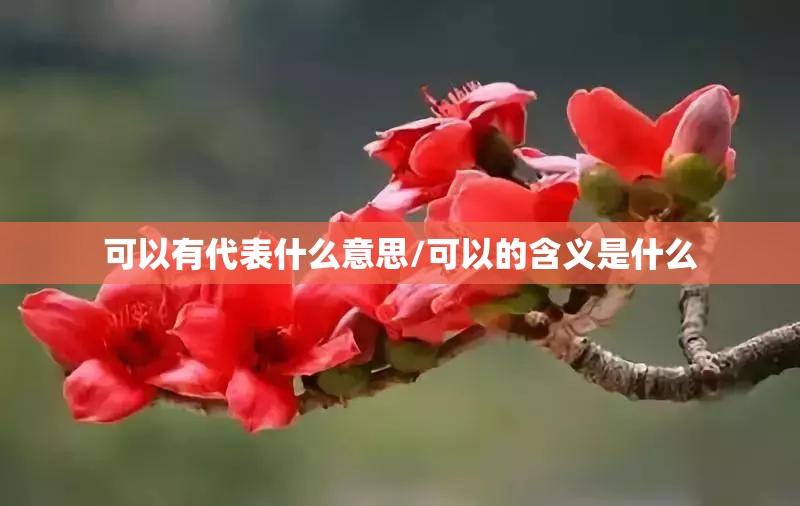 可以有代表什么意思/可以的含义是什么