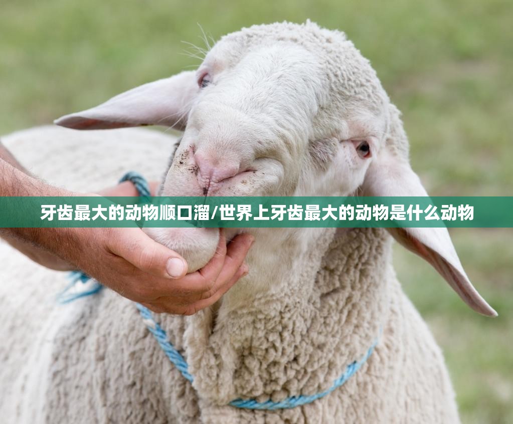 牙齿最大的动物顺口溜/世界上牙齿最大的动物是什么动物