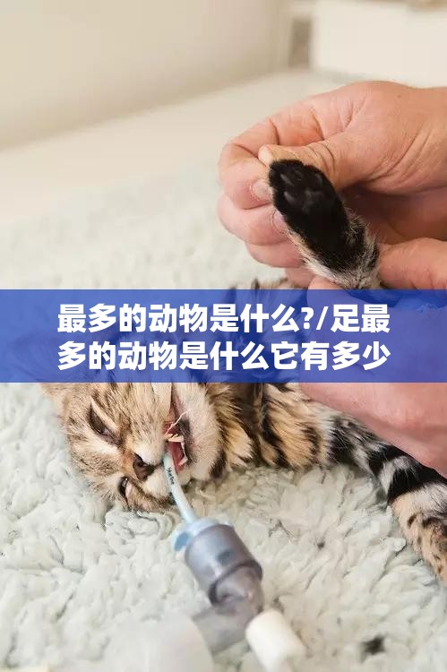 最多的动物是什么?/足最多的动物是什么它有多少足
