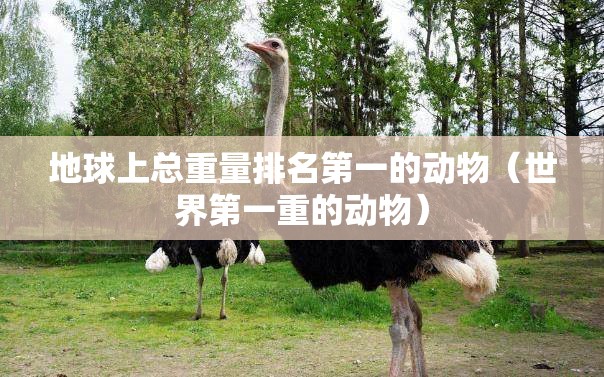 地球上总重量排名第一的动物（世界第一重的动物）