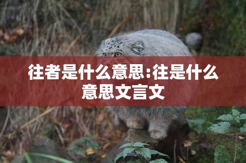 往者是什么意思:往是什么意思文言文