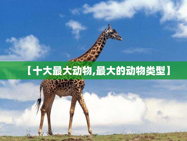 【十大最大动物,最大的动物类型】