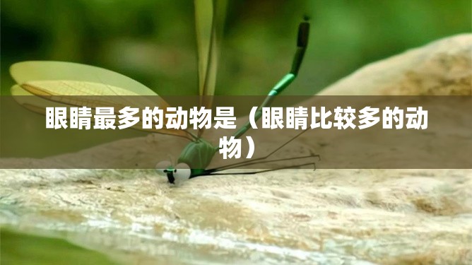 眼睛最多的动物是（眼睛比较多的动物）