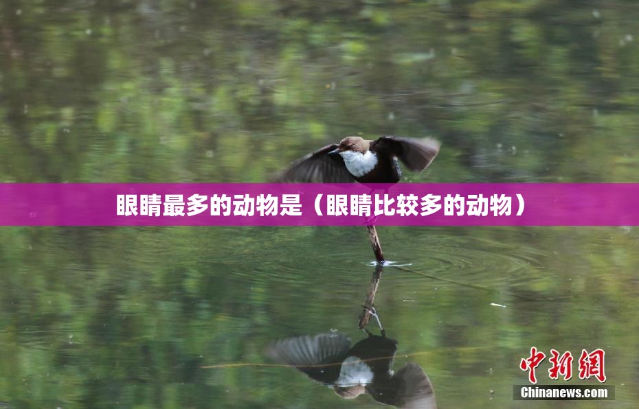 眼睛最多的动物是（眼睛比较多的动物）