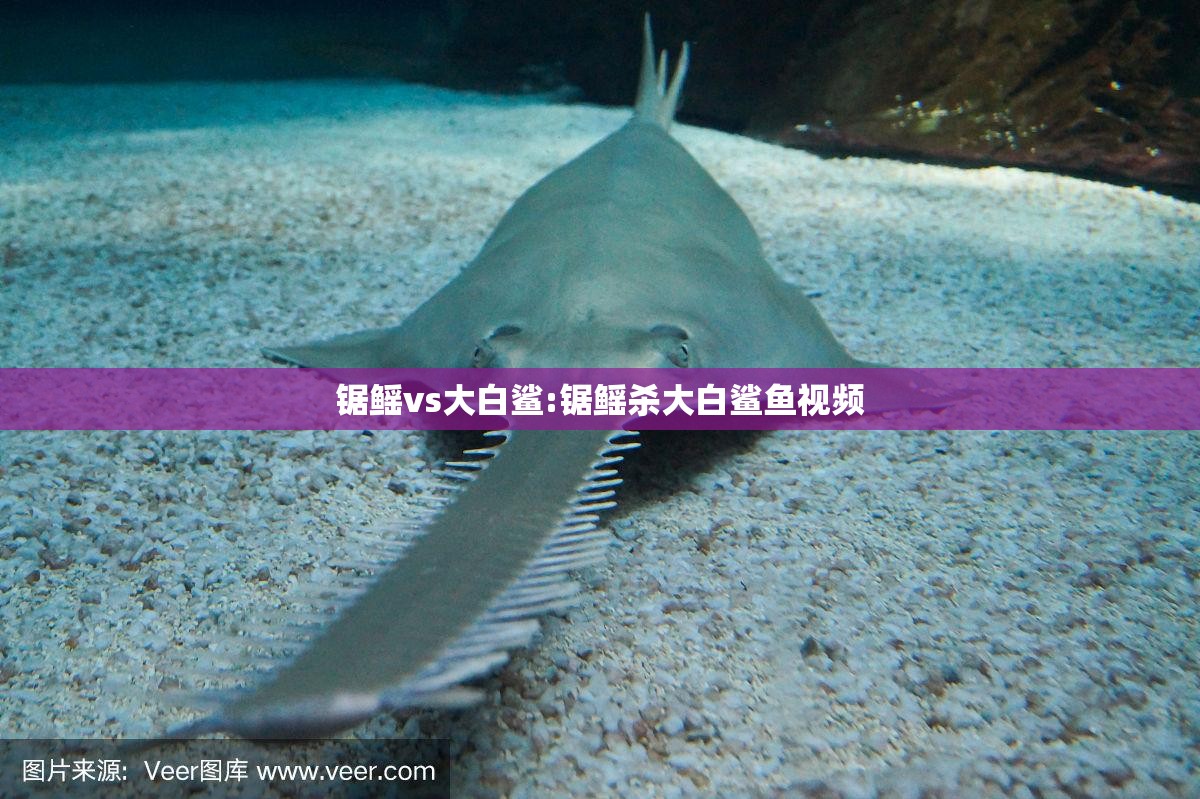 锯鳐vs大白鲨:锯鳐杀大白鲨鱼视频