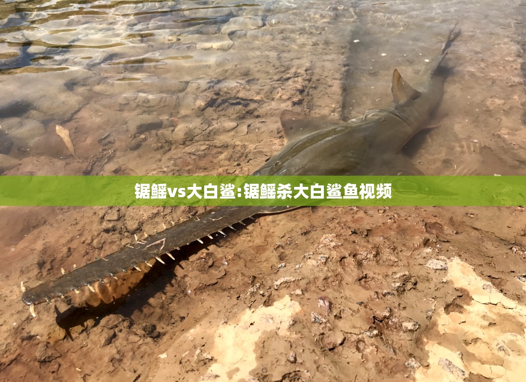 锯鳐vs大白鲨:锯鳐杀大白鲨鱼视频