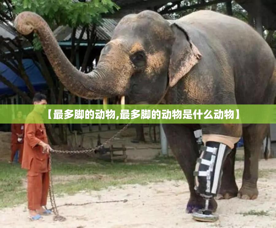 【最多脚的动物,最多脚的动物是什么动物】