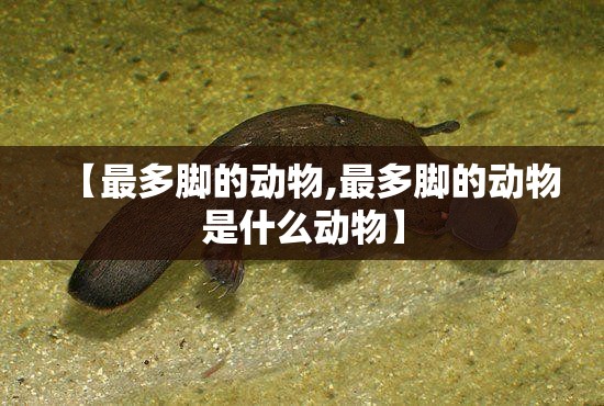 【最多脚的动物,最多脚的动物是什么动物】