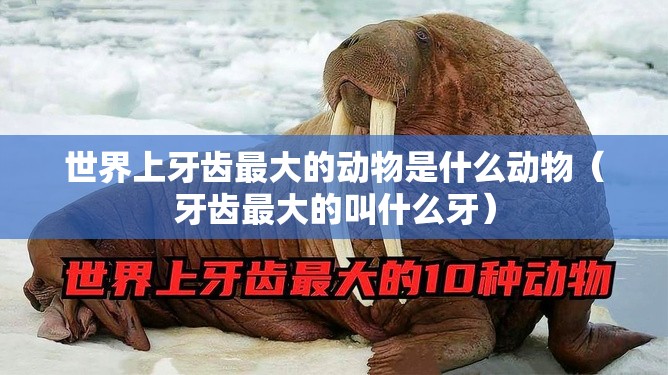 世界上牙齿最大的动物是什么动物（牙齿最大的叫什么牙）
