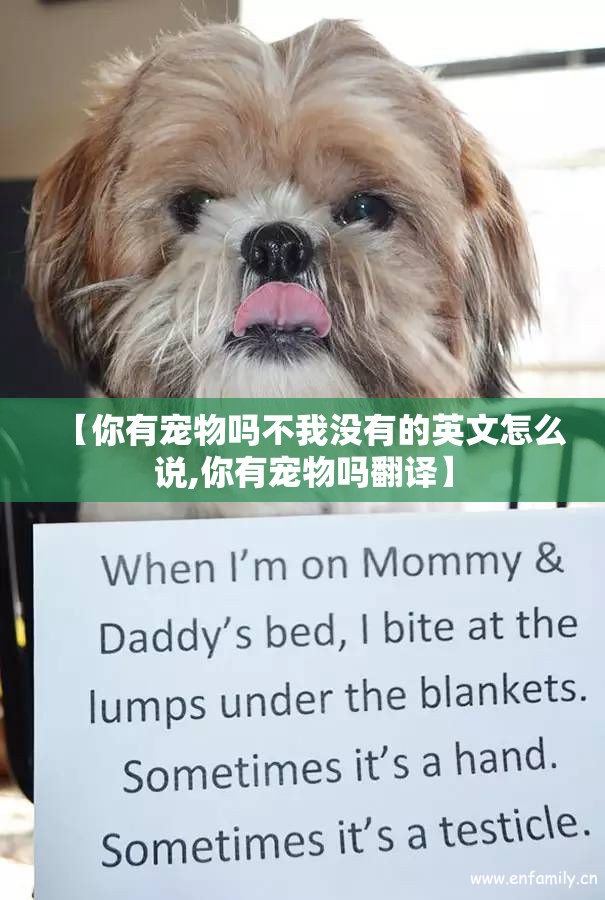 【你有宠物吗不我没有的英文怎么说,你有宠物吗翻译】