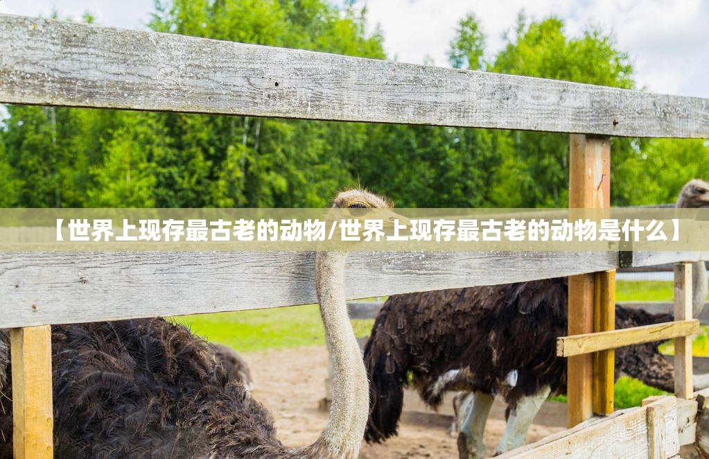 【世界上现存最古老的动物/世界上现存最古老的动物是什么】