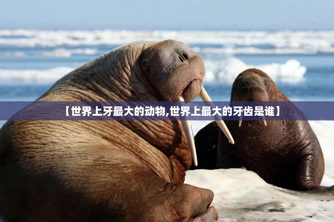 【世界上牙最大的动物,世界上最大的牙齿是谁】