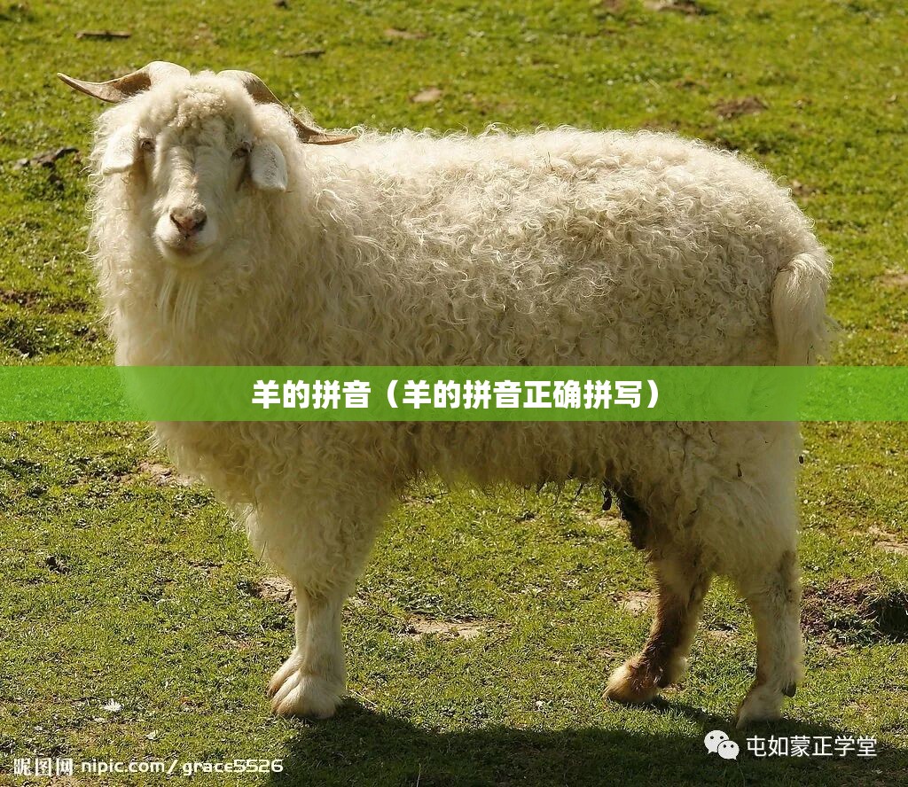羊的拼音（羊的拼音正确拼写）