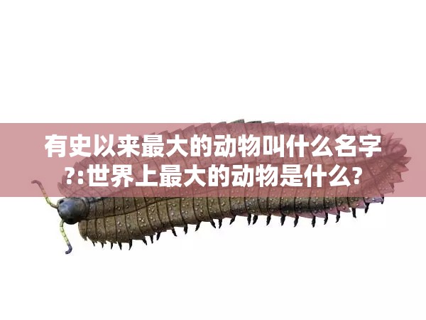有史以来最大的动物叫什么名字?:世界上最大的动物是什么?