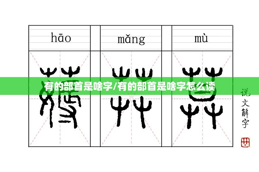 有的部首是啥字/有的部首是啥字怎么读