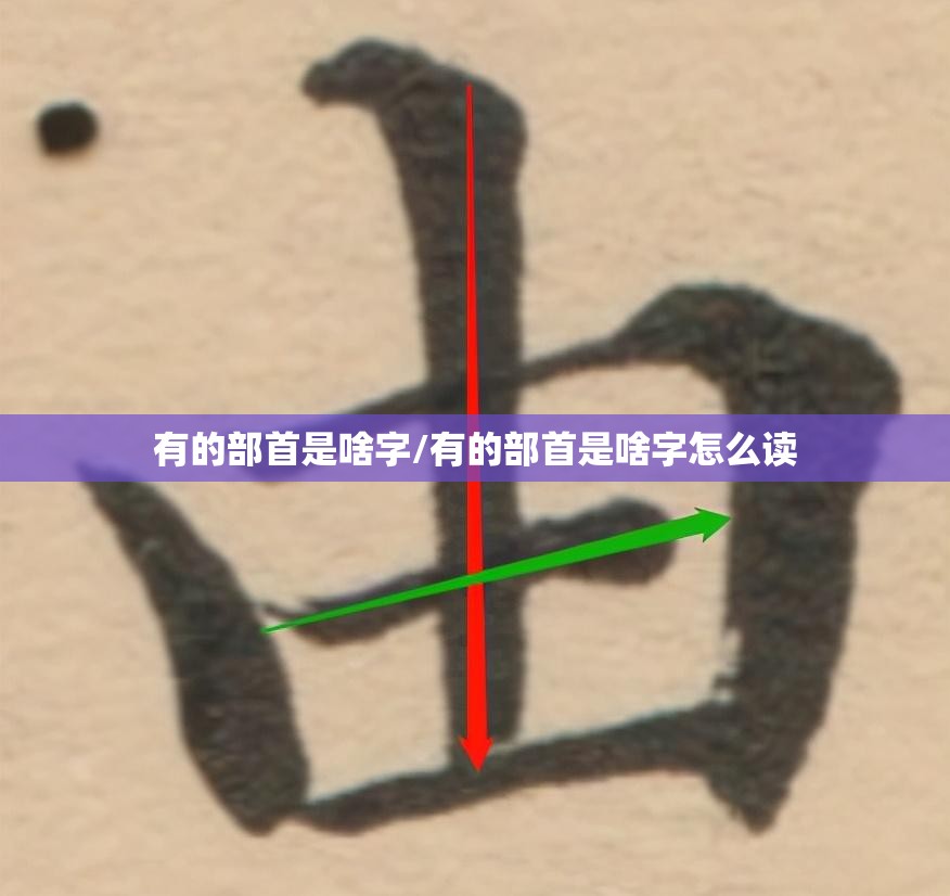 有的部首是啥字/有的部首是啥字怎么读