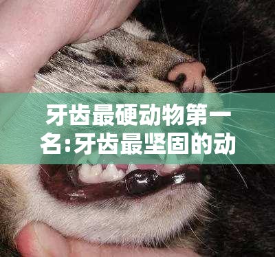 牙齿最硬动物第一名:牙齿最坚固的动物