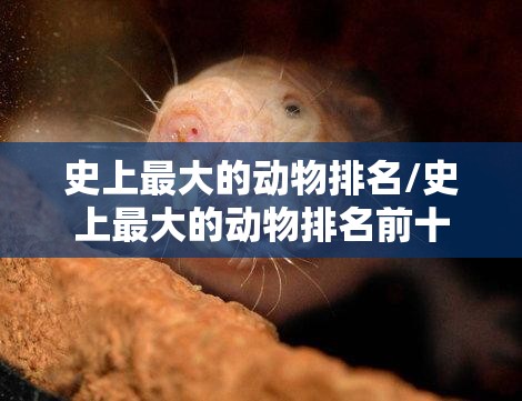 史上最大的动物排名/史上最大的动物排名前十