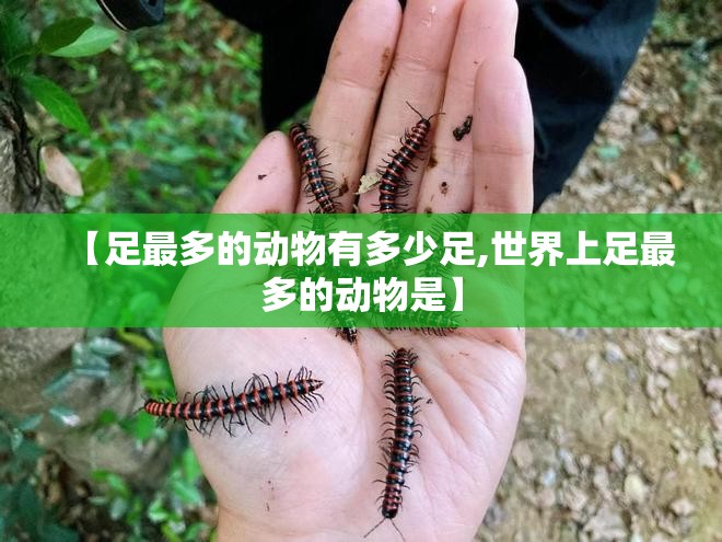 【足最多的动物有多少足,世界上足最多的动物是】